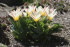 Тюльпан Иоганн Штраусс (Tulipa Johann Strauss), 10 шт (разбор 11/12)