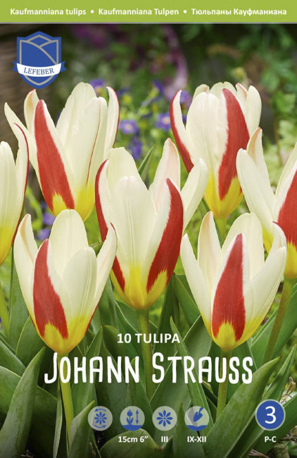 Тюльпан Иоганн Штраусс (Tulipa Johann Strauss), 10 шт (разбор 11/12)