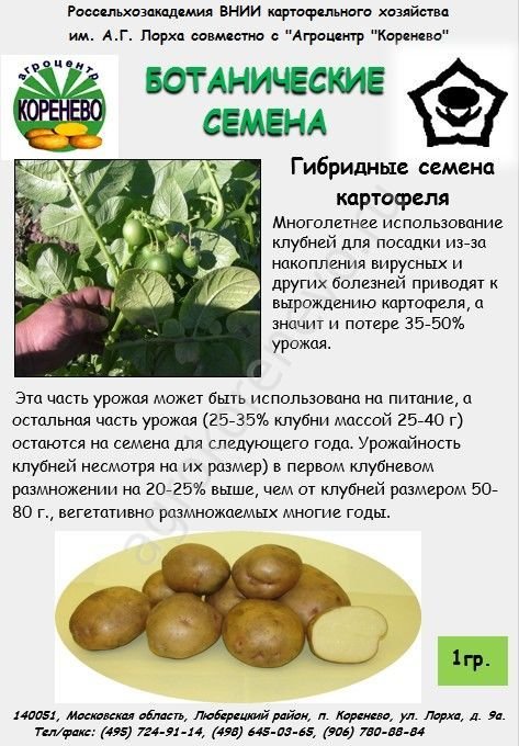 Московский картофель семенной. Ботанические семена картофеля. Семеноводство картофеля. Семена картофеля гибридная популяция. Семена картофеля в пакетиках.