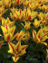 Тюльпан Виннипег (Tulipa Winnipeg), 10 шт (разбор 11/12)