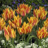 Тюльпан Виннипег (Tulipa Winnipeg), 10 шт (разбор 11/12)