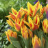 Тюльпан Виннипег (Tulipa Winnipeg), 10 шт (разбор 11/12)