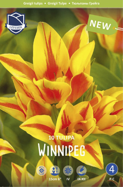 Тюльпан Виннипег (Tulipa Winnipeg), 10 шт (разбор 11/12)