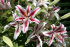 Лилия восточная Диззи (Lilium oriental Dizzy), 3 шт