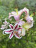 Лилия восточная Диззи (Lilium oriental Dizzy), 3 шт