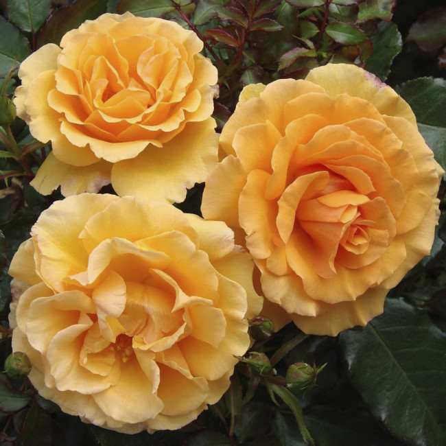 Роза Амбер Куин (Amber Queen), 1 шт