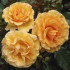 Роза Амбер Куин (Amber Queen), 1 шт