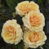 Роза Амбер Куин (Amber Queen), 1 шт