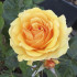 Роза Амбер Куин (Amber Queen), 1 шт