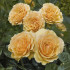Роза Амбер Куин (Amber Queen), 1 шт