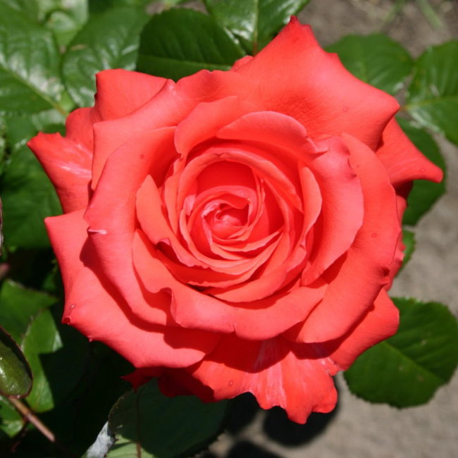 Роза Холстейнперле (Holsteinperle)