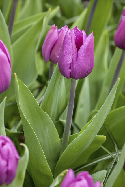 Тюльпан Блю Бьюти (Tulipa Blue Beauty), 10 шт (разбор 11/12)
