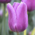 Тюльпан Блю Бьюти (Tulipa Blue Beauty), 10 шт (разбор 11/12)