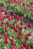 Тюльпан Седов (Tulipa Seadov), 10 шт (разбор 11/12)