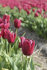 Тюльпан Седов (Tulipa Seadov), 10 шт (разбор 11/12)