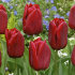 Тюльпан Седов (Tulipa Seadov), 10 шт (разбор 11/12)
