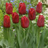 Тюльпан Седов (Tulipa Seadov), 10 шт (разбор 11/12)