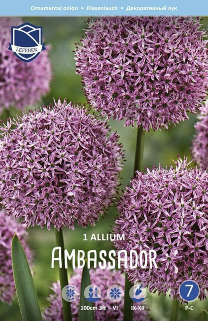 Аллиум Амбассадор (Allium Ambassador), 1 шт (разбор 28/30!)