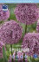 Аллиум Амбассадор (Allium Ambassador), 1 шт (разбор 28/30!)