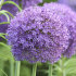 Аллиум Амбассадор (Allium Ambassador), 1 шт (разбор 28/30!)