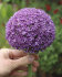 Аллиум Амбассадор (Allium Ambassador), 1 шт (разбор 28/30!)