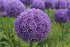 Аллиум Амбассадор (Allium Ambassador), 1 шт (разбор 28/30!)