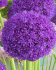 Аллиум Амбассадор (Allium Ambassador), 1 шт (разбор 28/30!)