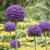 Аллиум Амбассадор (Allium Ambassador), 1 шт (разбор 28/30!)