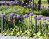 Аллиум Амбассадор (Allium Ambassador), 1 шт (разбор 28/30!)