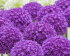 Аллиум Амбассадор (Allium Ambassador), 1 шт (разбор 28/30!)