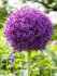 Аллиум Амбассадор (Allium Ambassador), 1 шт (разбор 28/30!)
