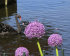 Аллиум Амбассадор (Allium Ambassador), 1 шт (разбор 28/30!)
