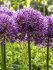Аллиум Амбассадор (Allium Ambassador), 1 шт (разбор 28/30!)