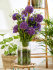 Аллиум Амбассадор (Allium Ambassador), 1 шт (разбор 28/30!)