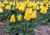 Тюльпан Голден Танго (Tulipa Golden Tango), 10 шт (разбор 11/12)