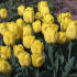 Тюльпан Голден Танго (Tulipa Golden Tango), 10 шт (разбор 11/12)