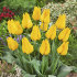 Тюльпан Голден Танго (Tulipa Golden Tango), 10 шт (разбор 11/12)