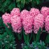 Гиацинт Пинк Перл (Hyacinthus Pink Pearl), 3 шт (горшечный, разбор 18/19!)