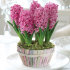 Гиацинт Пинк Перл (Hyacinthus Pink Pearl), 3 шт (горшечный, разбор 18/19!)