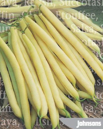 Купить семена Фасоль овощная Золотая Сакса в магазине Первые Семена по цене89 руб.