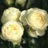 Роза Лемон Рококо (Lemon Rokoko®)