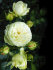 Роза Лемон Рококо (Lemon Rokoko®)