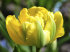 Тюльпан Веди Наполи (Tulipa Vedi Napoli), 10 шт (разбор 11/12)