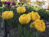 Тюльпан Веди Наполи (Tulipa Vedi Napoli), 10 шт (разбор 11/12)