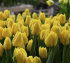Тюльпан Веди Наполи (Tulipa Vedi Napoli), 10 шт (разбор 11/12)