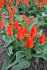 Тюльпан Мирамаре (Tulipa Miramare), 10 шт (разбор 12/14)