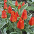 Тюльпан Мирамаре (Tulipa Miramare), 10 шт (разбор 12/14)