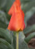 Тюльпан Мирамаре (Tulipa Miramare), 10 шт (разбор 12/14)