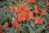 Тюльпан Мирамаре (Tulipa Miramare), 10 шт (разбор 12/14)