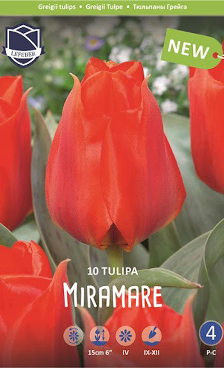 Купить тюльпан мирамаре (tulipa miramare), 10 шт (разбор 12/14) по цене 650  руб. в интернет магазине 